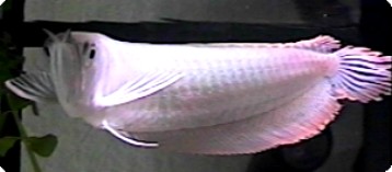 Arowana - 5-6 inch